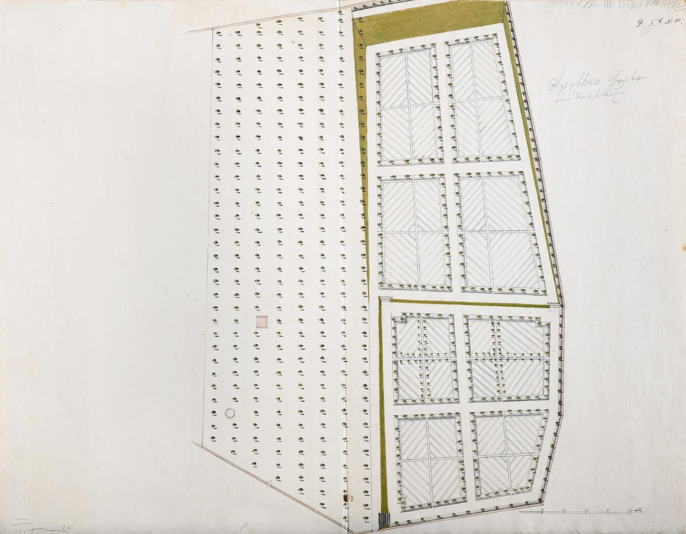Plan vom Apothekergarten mit Baumbepflanzung. Ca. 1750. 