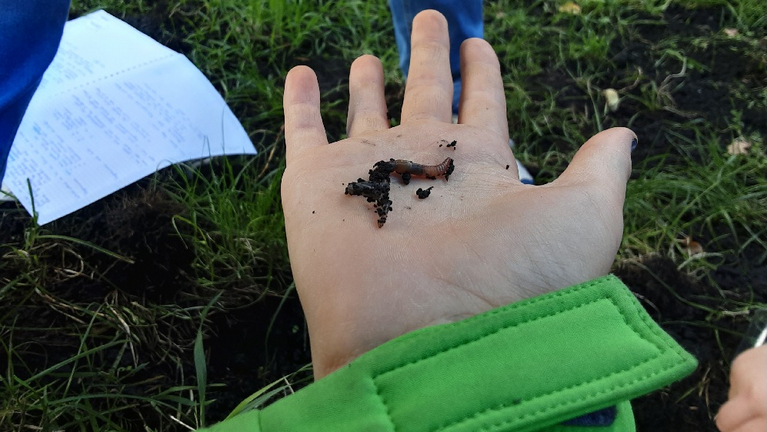 Auf einer Kinderhand liegt ein frisch ausgebuddelter Regenwurm.