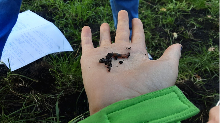 Auf einer Kinderhand liegt ein frisch ausgebuddelter Regenwurm.