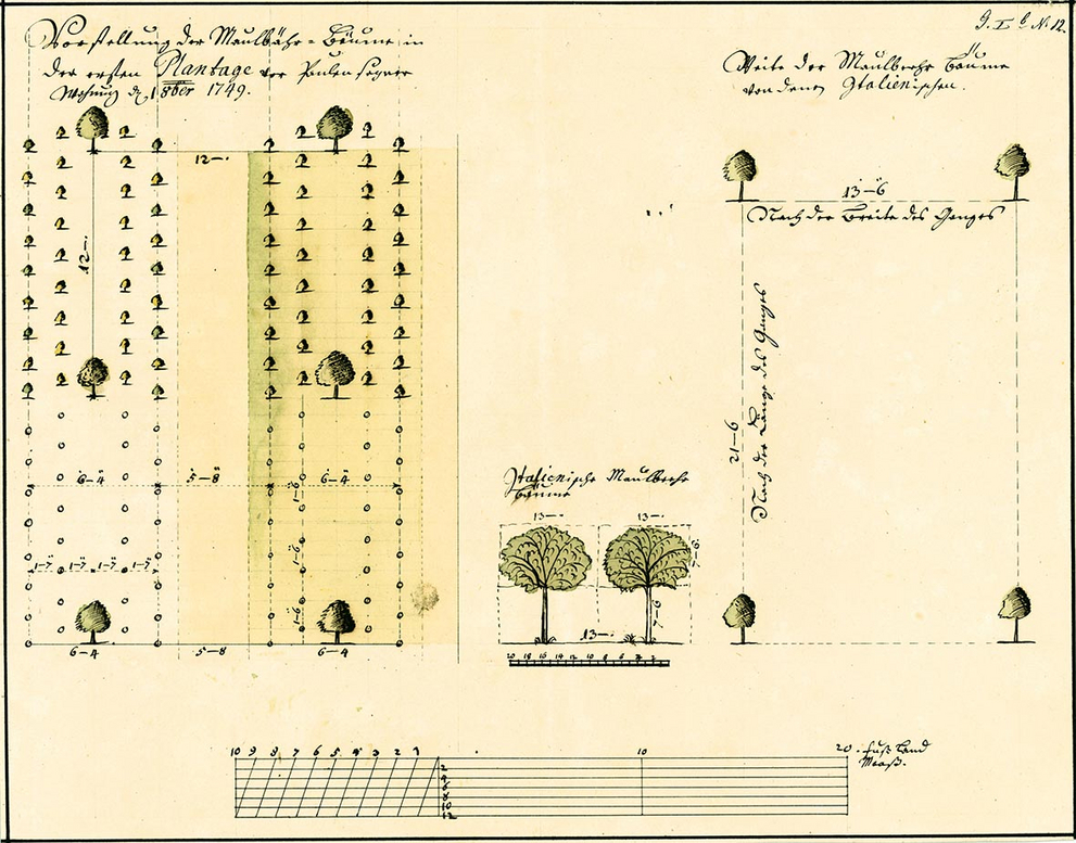 Maulbeerbaum-Plantage mit Pflanzabständen und Ansichten von italienischen Maulbeerbäumen. 1749. 