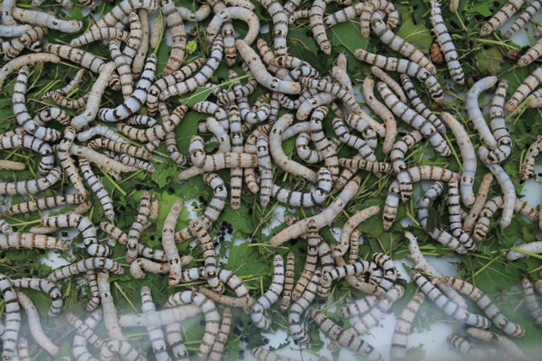 A pile of large, white, fully grown silkworms on mulberry leaves are the feast for the eyes.