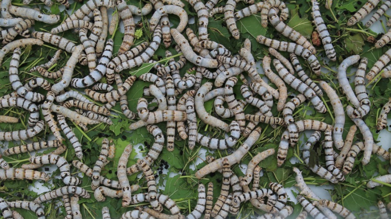 A pile of large, white, fully grown silkworms on mulberry leaves are the feast for the eyes.