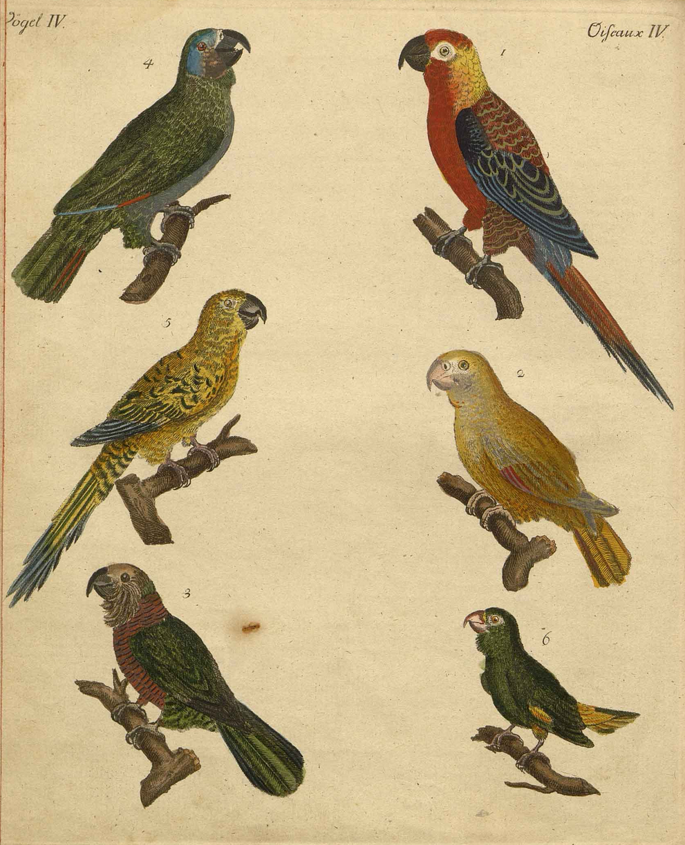 Illustration of birds from Friedrich Justin Bertuch "Bilderbuch Für Kinder".