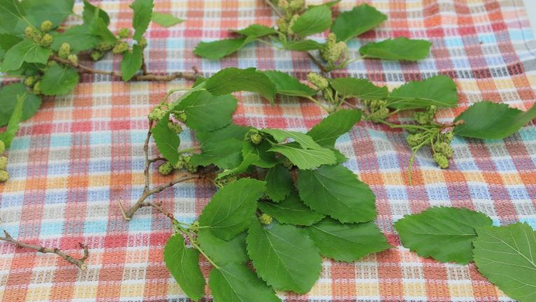 Freshly picked mulberry leaves with unripe mulberries