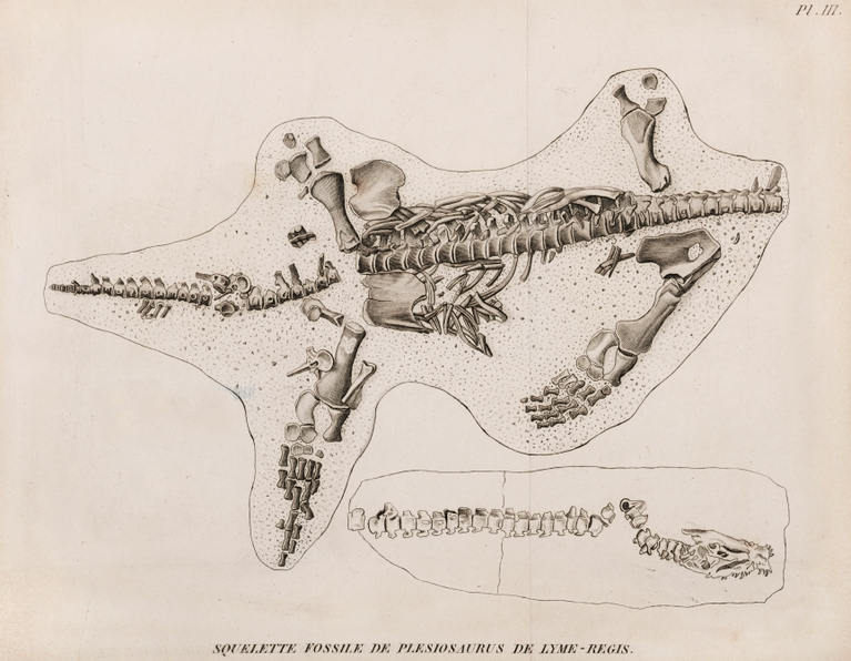 Dem Plesiosaurier fehlen einige Knochen und der Kopf