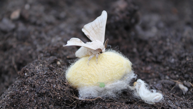 A freshly hatched silkworm on its silk cocoon