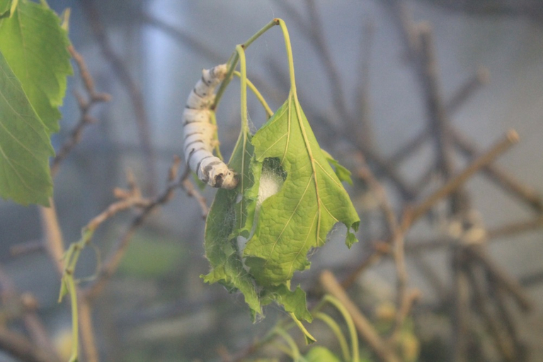 A silkworm next to an already pupated silkworm moth on a mulberry leaf.