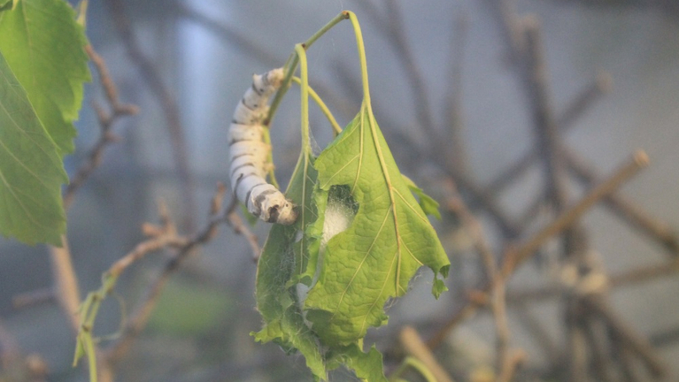 Eine Seidenraupe neben einem bereits verpuppten Seidenspinner an einem Maulbeerblatt