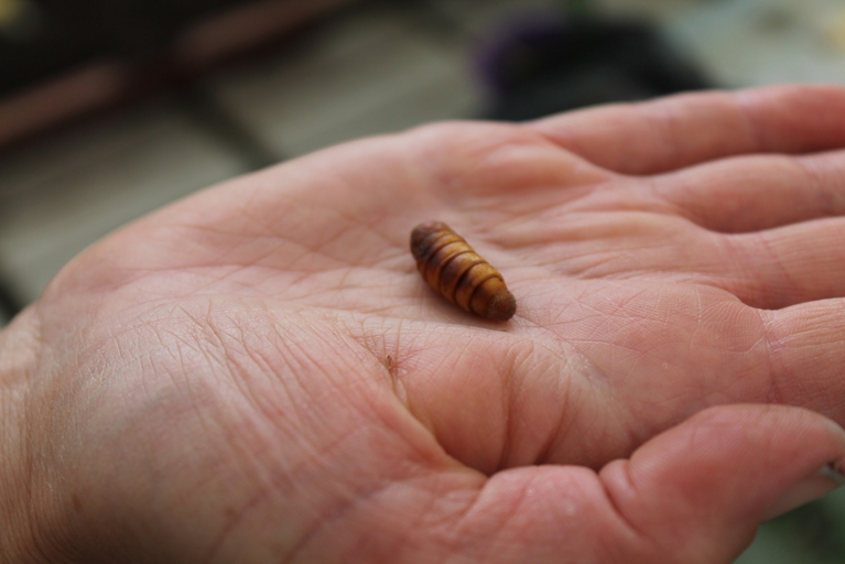 A pupa without cocoon kept in a hand.