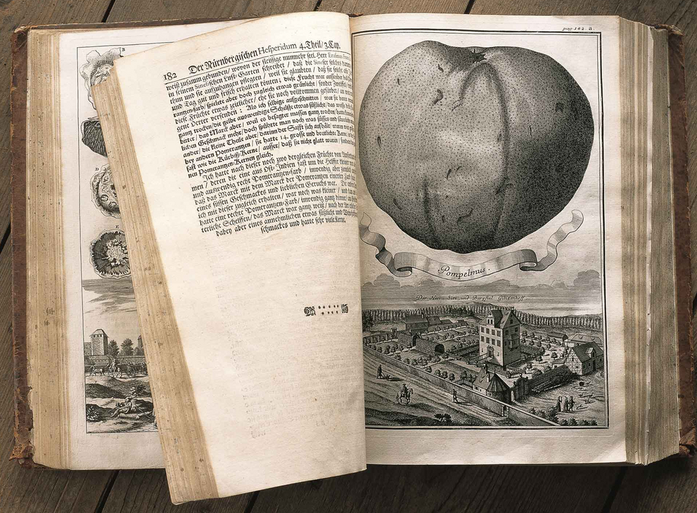 Opened copy of Johann Christoph Volkamer "Nürnbergische Hesperides" with illustration of a grapefruit hovering over a city