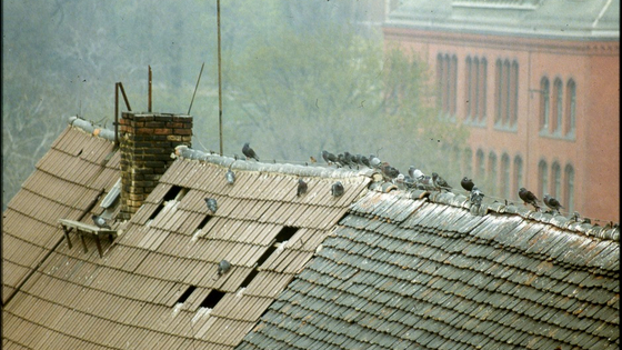 Unzählige Tauben sitzen auf den Dachfirsten des Lindenhofs. Die Dächer sind undicht, an manchen Stellen fehlen mehrere Ziegel. 