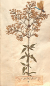 Herbarblatt Persischer Flieder (Syringa x persica L.). Aus: Dam, Christoph Friedrich: Herbarium Vivum: in tres Tomos divisum, collectum Halæ Saxonum in Pædagogio Regio Glauchensi. Bd. 1. 1729. 
