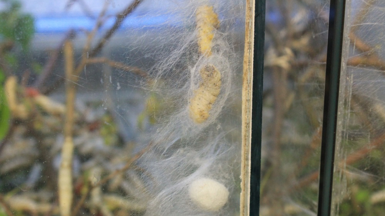 Silk spinner pupal in different stages: a caterpillar with thin silk threads around it and a completely closed cocoon.