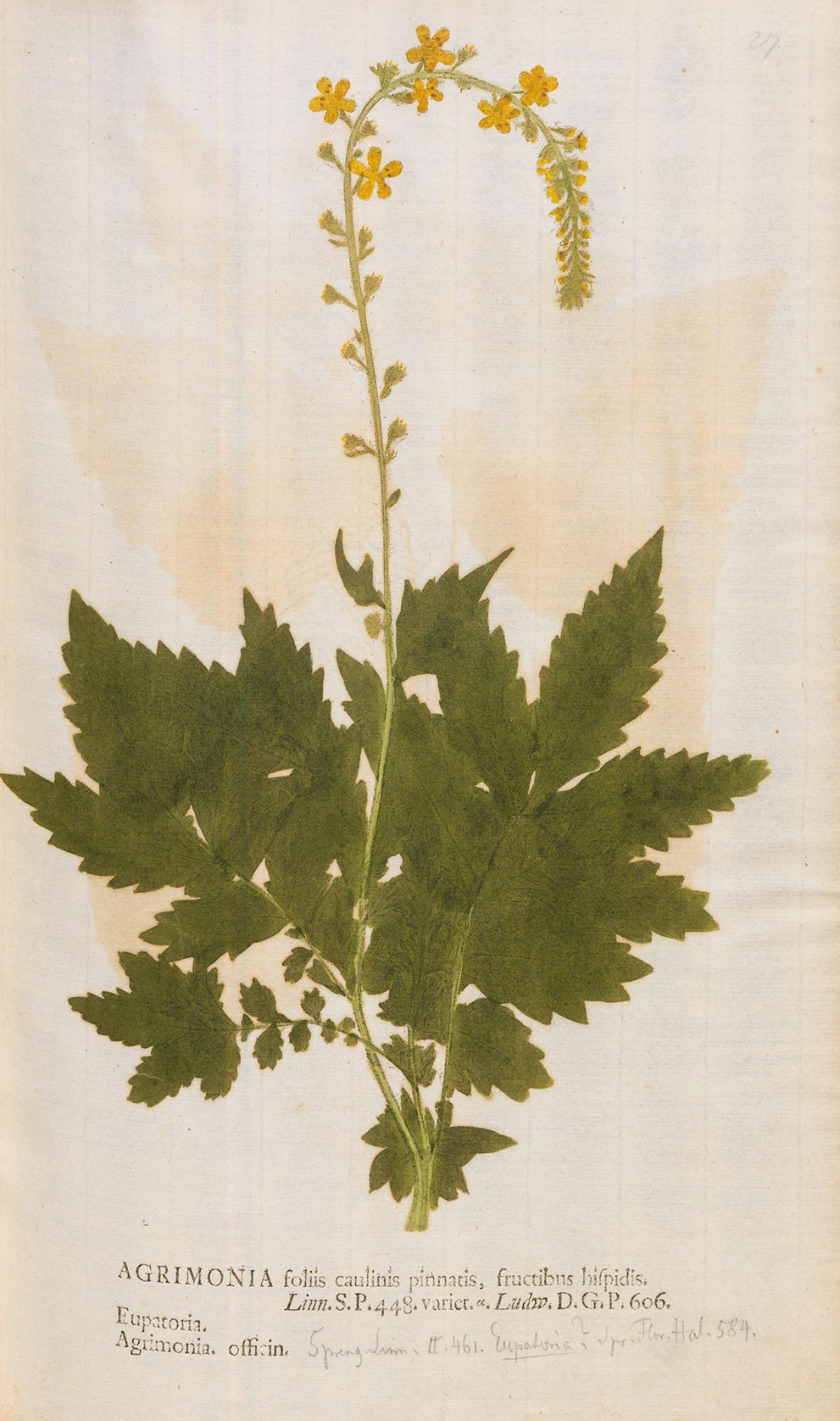 Kleiner Odermennig (Agrimonia eupatoria L.) In: Kniphof, Johann Hieronymus: Botanica in originali seu herbarium vivum […]. [2. Aufl.]. Centur. 1-12. Halle: Trampe, 1757-1764. 