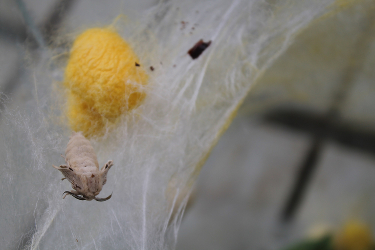 A transformed silk moth in front of his silk cocoon