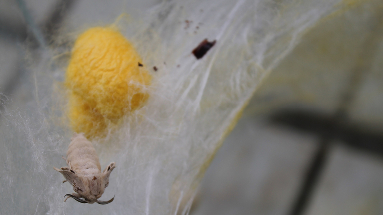 A transformed silk moth in front of his silk cocoon