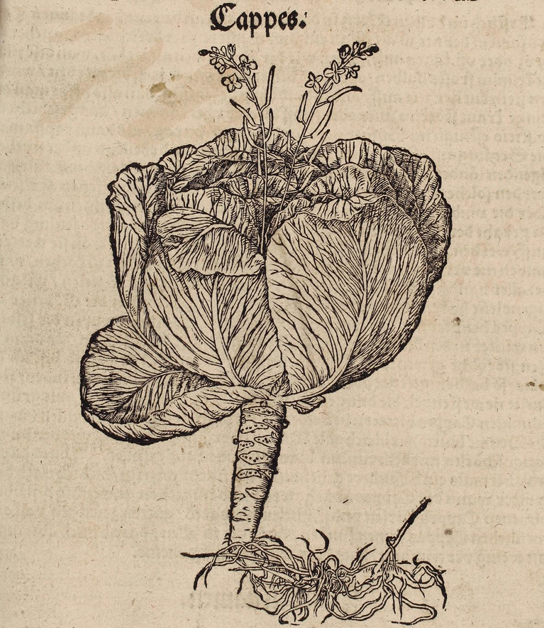 Abbildung »Cappes.« In: Bock, Hieronymus: Kreũter Buch. […]. Straßburg: Rihel, 1556. 