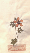 Herbarblatt Stundenblume (Hibiscus trionum L.). Aus: Dam, Christoph Friedrich: Herbarium Vivum: in tres Tomos divisum, collectum Halæ Saxonum in Pædagogio Regio Glauchensi. Bd. 2. 1730. 