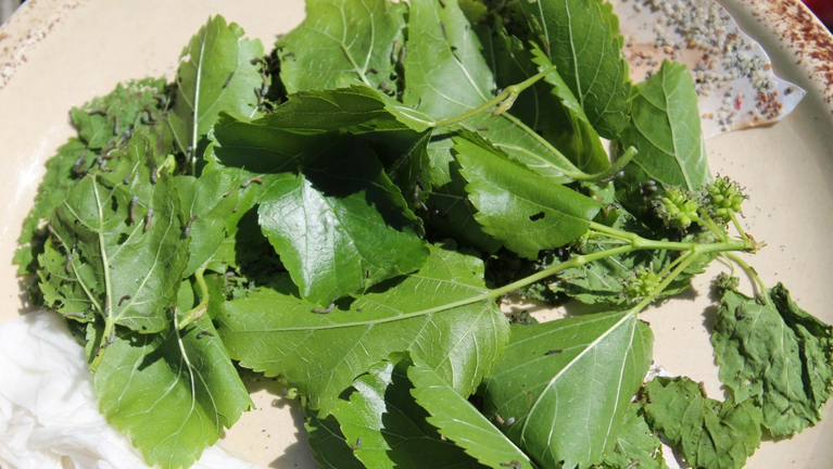 A bunch of mulberry leaves with little silkworms on them.