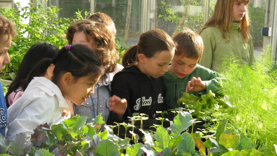 Children admire the freshly grown seedlings in the greenhouse of the Pflanzgarten School Garden.