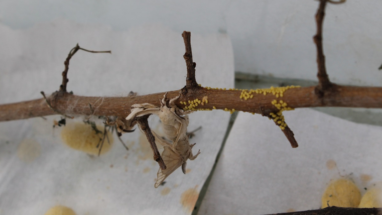 Many small yellow eggs on a branch