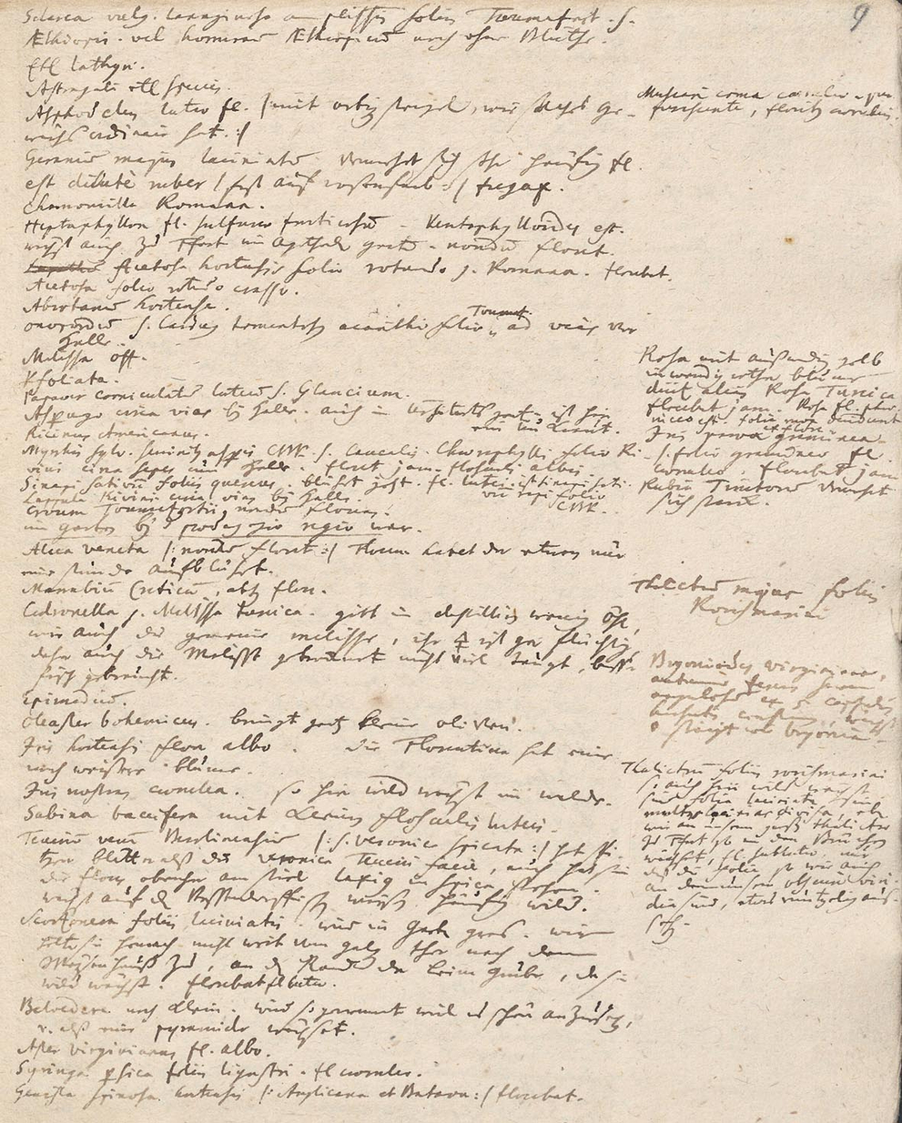 Johann Christian Senckenberg: Tagebuchaufzeichnungen zur Botanik vom 31. Mai 1730. 