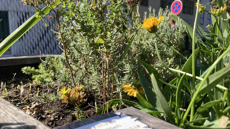 Auf dem Blumenhochbeet am Franckeplatz liegt der Naturführer über die Pießnitz, an dem die Kinder des Krokoseums mitgewirkt haben. In den Blumen versteckt sich eine Gottesanbeterin.